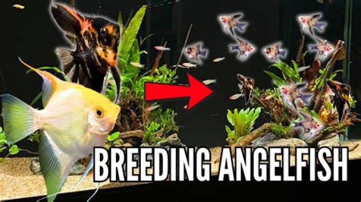 Can you breed angelfish in a community tank?