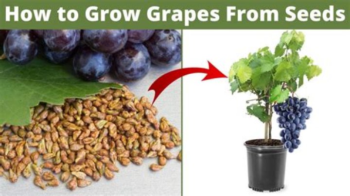 How do you propagate grapes from stems?