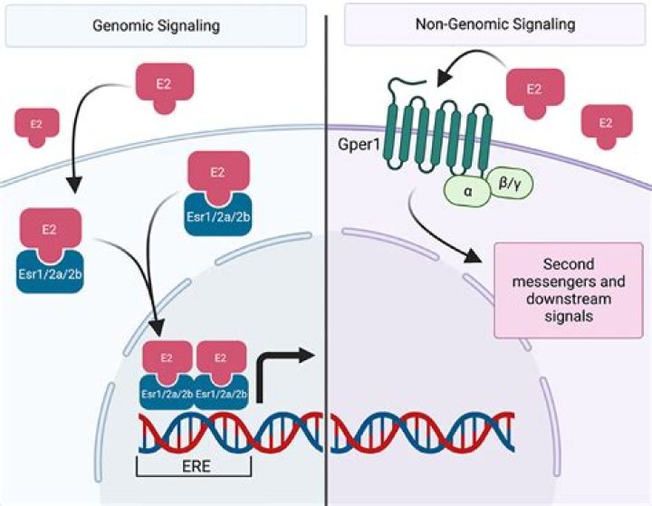 How does non-genomic Signalling differ from the genomic mode of action?