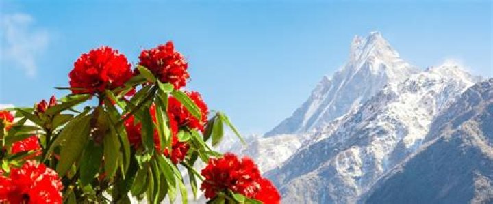 Is Lapsi only found in Nepal?