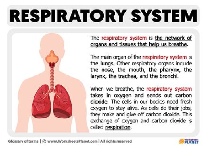 What are 5 interesting facts about the respiratory system?