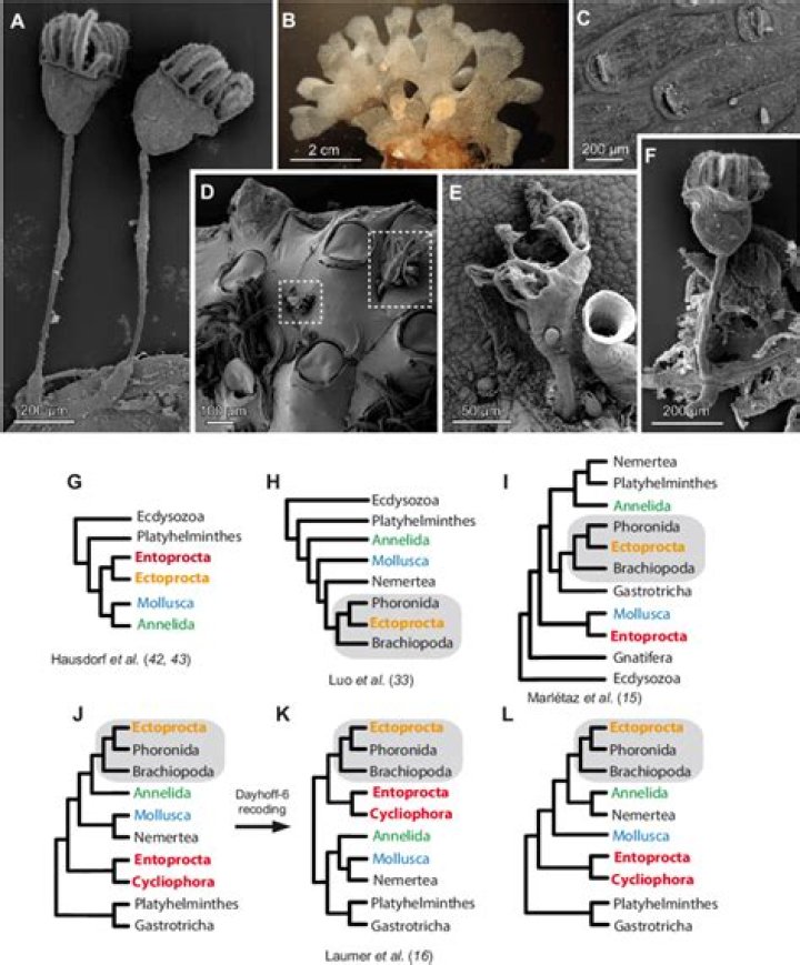 What are distinguishing characteristics of Entoprocta?