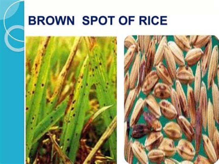 What are the symptoms of brown spot of rice?