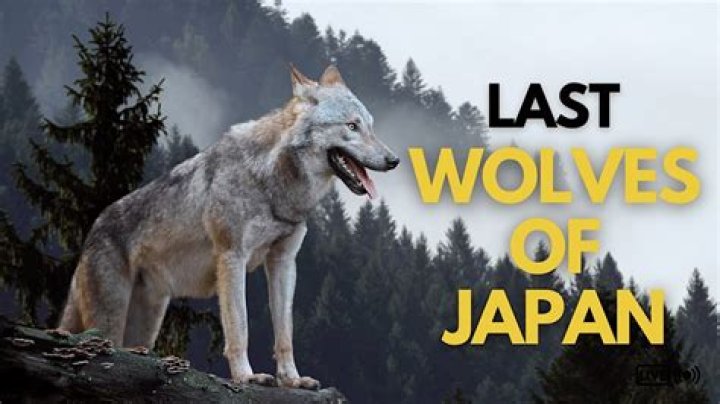 What does wolf symbolize in Japan?