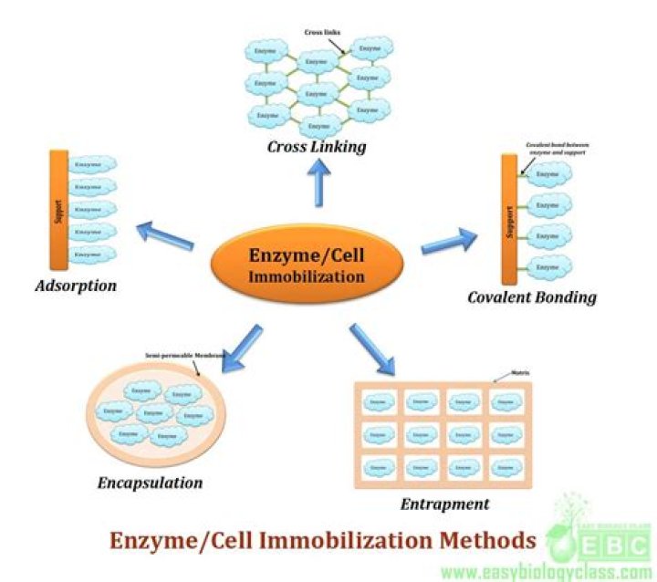 What is immobilization of microbial cells?