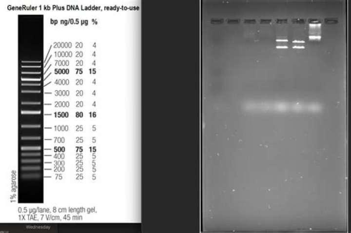 What is Invitrogen 1 KB plus DNA ladder?