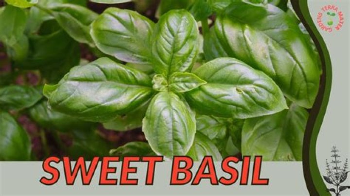What is Tagalog of basil?